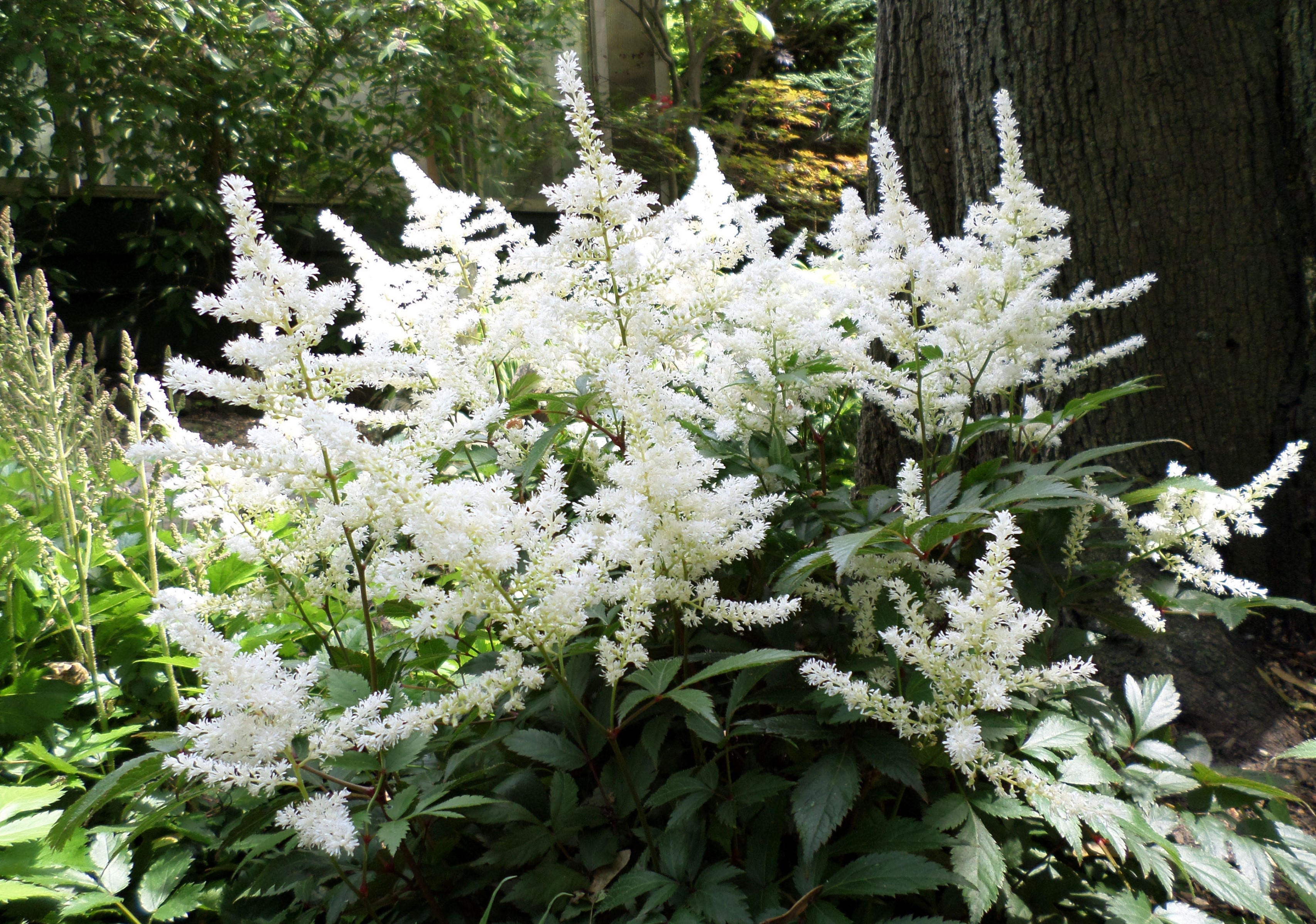 Astilbe japonica 'Washington'